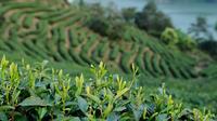 昆明（国际）春茶周下月举办