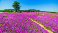 白虎山花卉盆景主题庄园五一正式开园