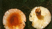 黄孢红菇的食疗价值