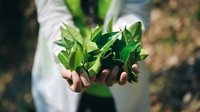 2019勐腊贡茶文化节落幕