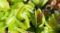 中科院昆明植物所将举办公众科学日活动