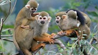 镇沅县救助7只野生猴