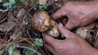 云南野生菌，来自大山的馈赠