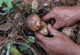 云南野生菌，来自大山的馈赠