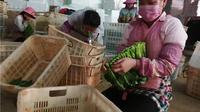 云南砚山县：家门口增收脱贫致富