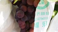 元谋县黄瓜园镇：阳光玫瑰圆种植户小康梦