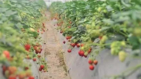 云南会泽驾车乡：千亩草莓拓宽致富路 打造“中国夏季草莓之乡”