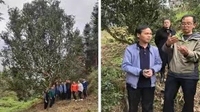 马来西亚厦门总商会赴文山州考察茶叶产业