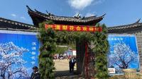 丽江古城区举办梨花节活动，通过挂牌保护老梨树