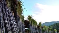 德宏州陇川县秋冬春甘蔗种植超额完成任务