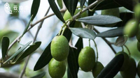 丽江橄榄油  每一滴都健康