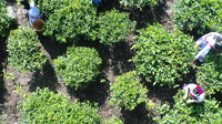 云山湖茶——94岁的阿婆每天必喝的茶