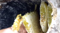 树洞野蜂蜜 | 甜与苦的共存，就在山野间