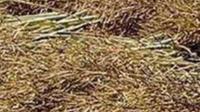 文山广南县20万亩油菜丰收