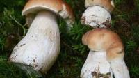 每天约1吨野生菌进入云南木水花野生菌交易市场，近日菌价有所回落