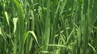 曲靖大坡乡：茭白种植产业开辟出增收路
