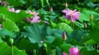 弥勒：湖泉荷花开 生态好起来
