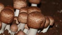 临沧双江发展姬松茸产业，助力群众增收