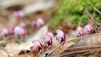 珍稀濒危植物大理铠兰在文山州马关县首次被发现