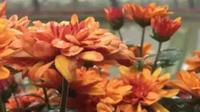 秋季赏菊正当时 武定菊花欢迎您