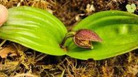 玉龙雪山生物多样性——野生杓兰植物