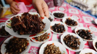 云南虫子成“大菜”