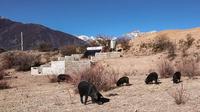 藏香猪：乐做一生仙境客，山间岁月消遗憾
