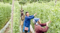 中村乡反季豌豆种植促增收