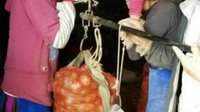 迪庆小中甸镇洋芋喜获丰收