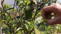 马鞍底乡从毁茶种田到退耕还茶