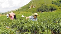 犀牛村“二荆条”辣椒染红山坡