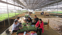 德宏州开始番茄嫁接栽培试验