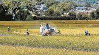 维西金秋稻谷飘香
