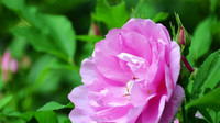 香格里拉市确定市花市树