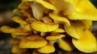 玉皇蘑的营养成分有哪些？