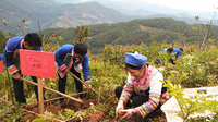 楚雄市大过口乡推广魔芋种植喜获丰收