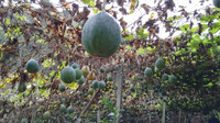 瓜蒌变成大山里的“金元宝”