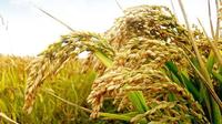 广南县：八宝米预计实现产值1.6亿元