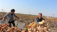 莲藕的生长发育历程