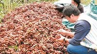 怒江：栽下“摇钱树” 喜得“聚宝盆”