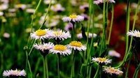 灯盏花适宜生长环境