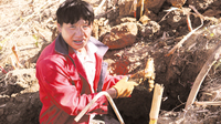 维西糯山药新鲜上市