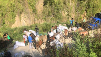 怒江州古登乡：6000亩云木香喜获丰收