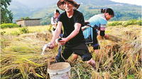 云南元阳“稻鱼鸭”种养模式获大奖
