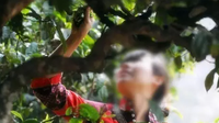 采摘普洱茶叶时应该注意些什么？