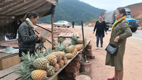 景谷县凤山镇菠萝获丰收 结出甜蜜果