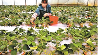 师宗冒水洞草莓开始红了