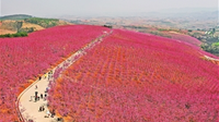 宜良千亩樱花迎春盛放
