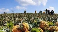 这是来自河口甜度可达19的香水小菠萝
