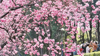 圆通赏樱好时节